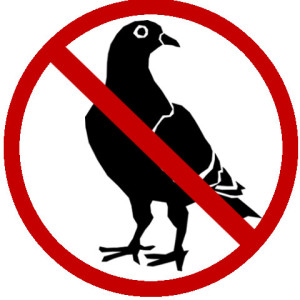 No Pigeon